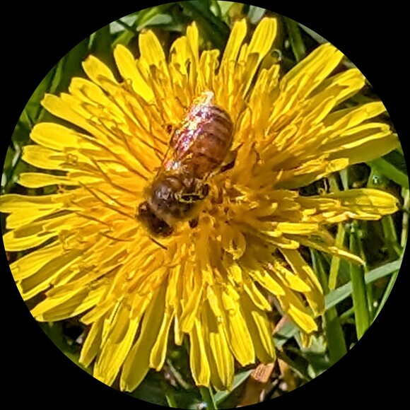 crystalgreen26
